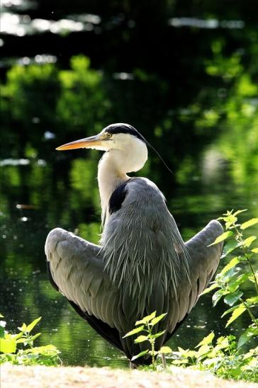 Graureiher Zoo Frankfurt am Main 2015