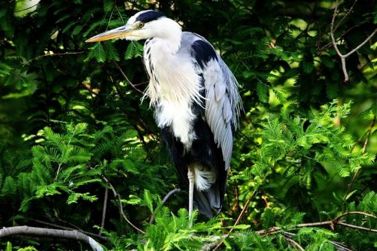 Graureiher Zoo Frankfurt am Main 2015