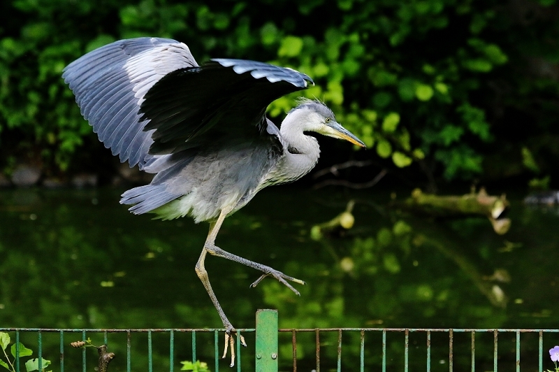 Graureiher Zoo Frankfurt am Main 2016