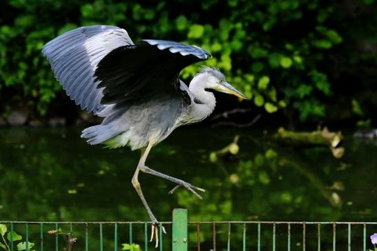 Graureiher Zoo Frankfurt am Main 2016