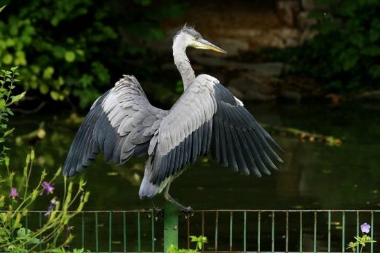 Graureiher Zoo Frankfurt am Main 2016