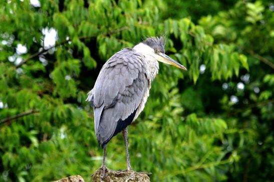 Graureiher Zoo Frankfurt am Main 2016