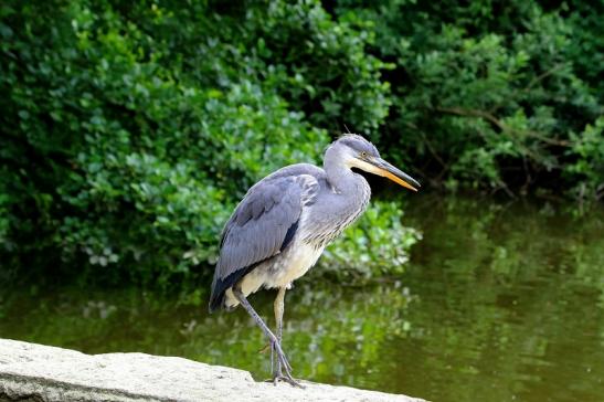 Graureiher Zoo Frankfurt am Main 2016