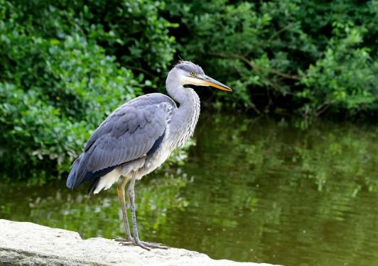 Graureiher Zoo Frankfurt am Main 2016