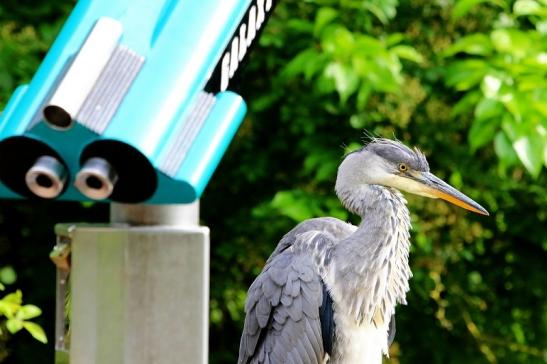 Graureiher Zoo Frankfurt am Main 2016