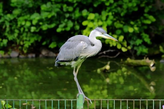 Graureiher Zoo Frankfurt am Main 2016