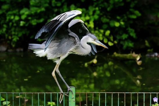 Graureiher Zoo Frankfurt am Main 2016