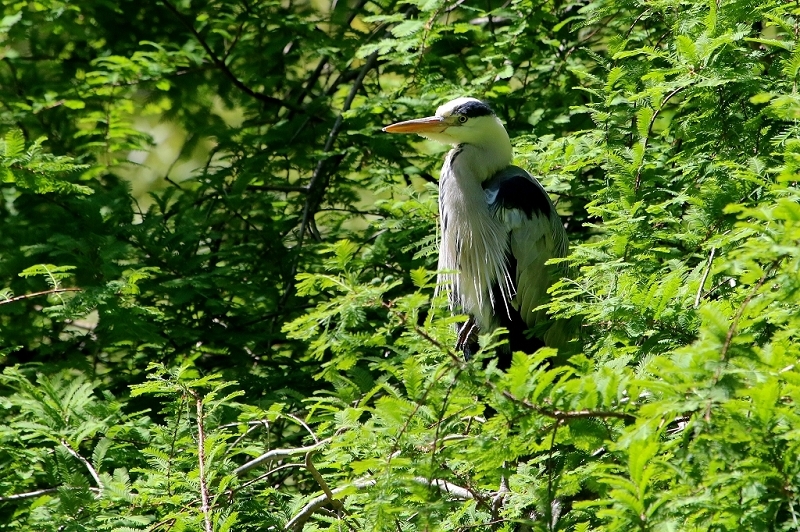 Graureiher Zoo Frankfurt am Main 2017