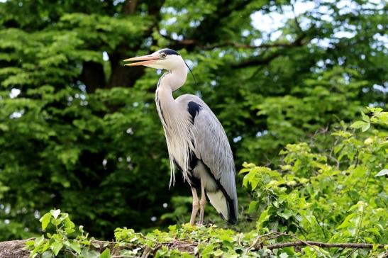 Graureiher Zoo Frankfurt am Main 2017