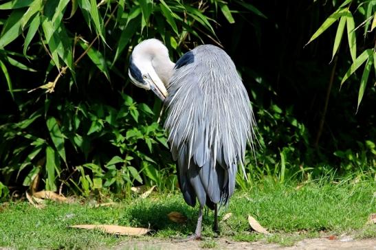 Graureiher Zoo Frankfurt am Main 2017