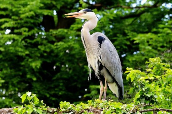 Foto des Monats September 2022 Graureiher männlich im Prachtkleid - wilder Gast im Zoo Frankfurt am Main