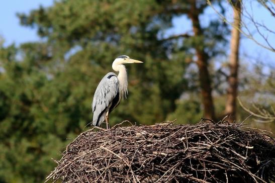 Graureiher Wildpark Alte Fasanerie Klein Auheim 2017