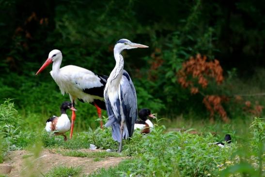 Graureiher Wildpark Alte Fasanerie Klein Auheim 2017