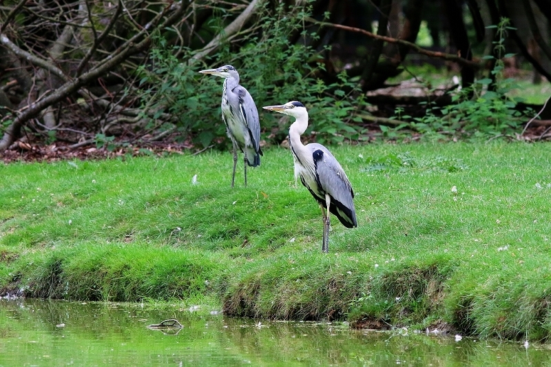 Graureiher Wildpark Alte Fasanerie Klein Auheim 2017