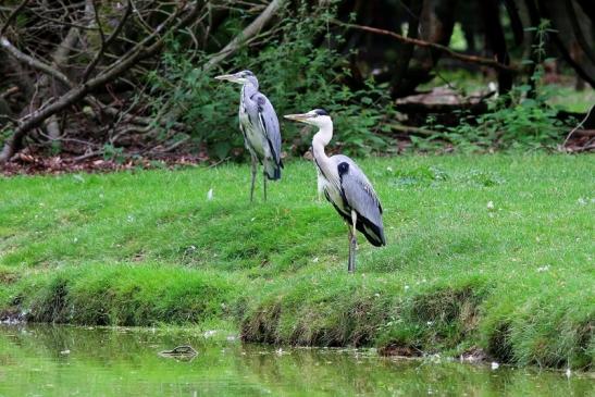 Graureiher Wildpark Alte Fasanerie Klein Auheim 2017