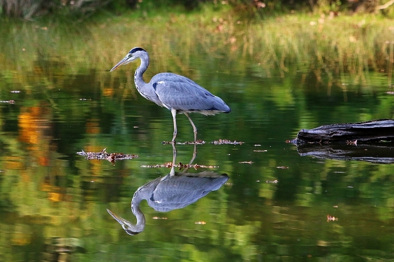 Graureiher Wildpark Alte Fasanerie Klein Auheim 2017