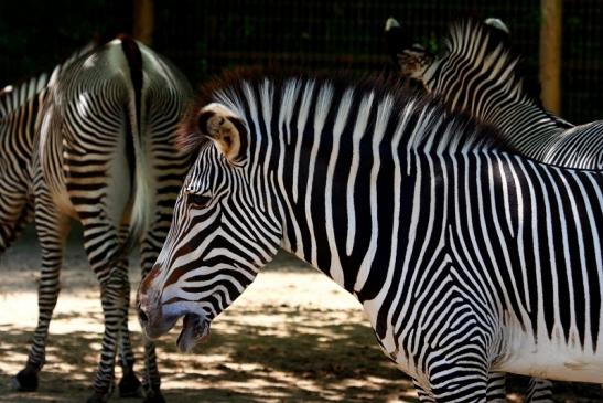 Grevy Zebra Zoo Frankfurt am Main 2011 - 2012