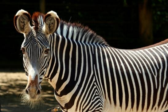 Grevy Zebra Zoo Frankfurt am Main 2011 - 2012