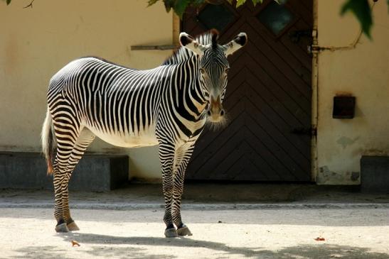 Grevy Zebra Zoo Frankfurt am Main 2011 - 2012