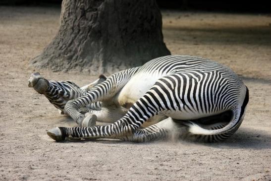 Grevy Zebra Zoo Frankfurt am Main 2011 - 2012