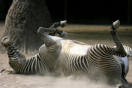 Grevy Zebra Zoo Frankfurt am Main 2011 - 2012