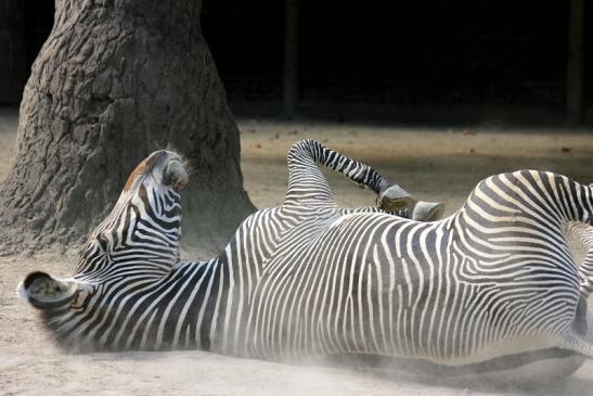 Grevy Zebra Zoo Frankfurt am Main 2011 - 2012