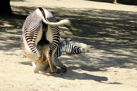 Grevy Zebra Zoo Frankfurt am Main 2011 - 2012