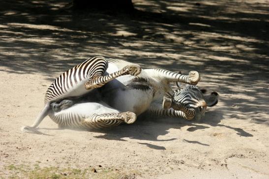 Grevy Zebra Zoo Frankfurt am Main 2011 - 2012