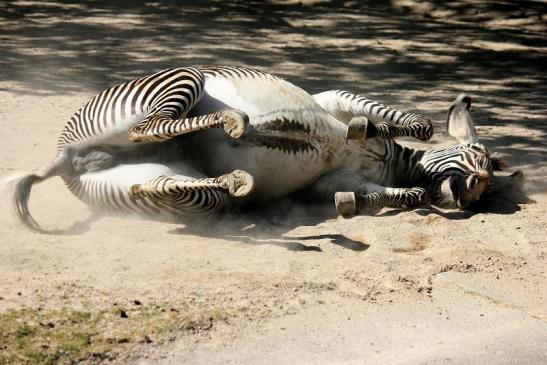 Grevy Zebra Zoo Frankfurt am Main 2011 - 2012