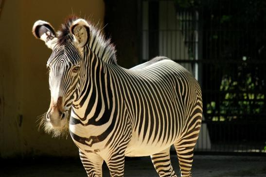 Grevy Zebra Zoo Frankfurt am Main 2011 - 2012