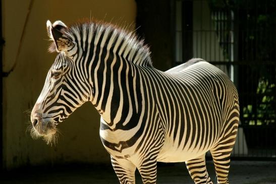 Grevy Zebra Zoo Frankfurt am Main 2011 - 2012