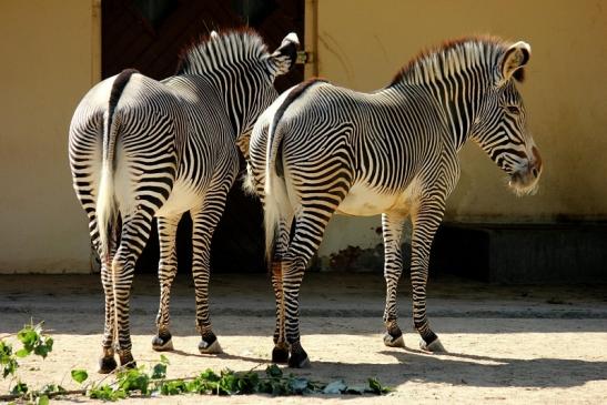 Grevy Zebra Zoo Frankfurt am Main 2011 - 2012