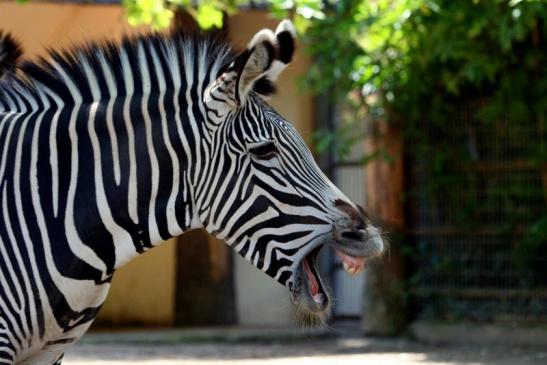 Grevy Zebra Zoo Frankfurt am Main 2011 - 2012