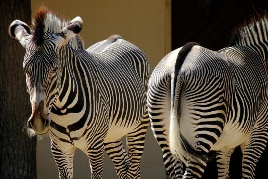 Grevy Zebra Zoo Frankfurt am Main 2011 - 2012