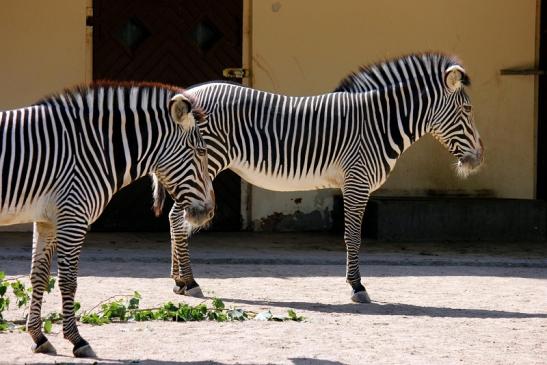 Grevy Zebra Zoo Frankfurt am Main 2011 - 2012