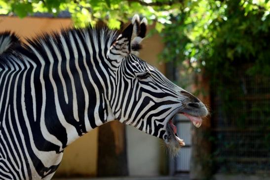 Grevy Zebra Zoo Frankfurt am Main 2011 - 2012
