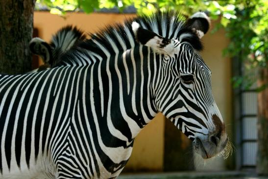 Grevy Zebra Zoo Frankfurt am Main 2011 - 2012