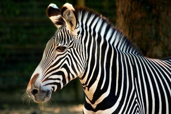 Grevy Zebra Zoo Frankfurt am Main 2011 - 2012