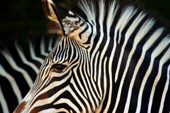 Grevy Zebra Zoo Frankfurt am Main 2011 - 2012