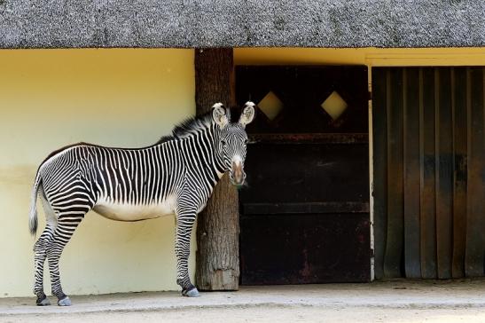 Grevy Zebra Zoo Frankfurt am Main 2017