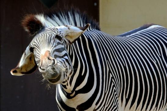 Grevy Zebra Zoo Frankfurt am Main 2017