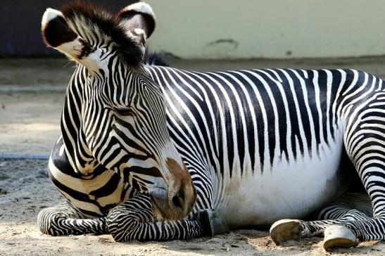 Grevy Zebra Zoo Frankfurt am Main 2017