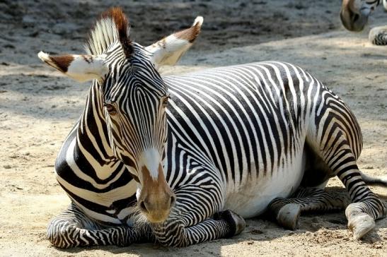 Grevy Zebra Zoo Frankfurt am Main 2017