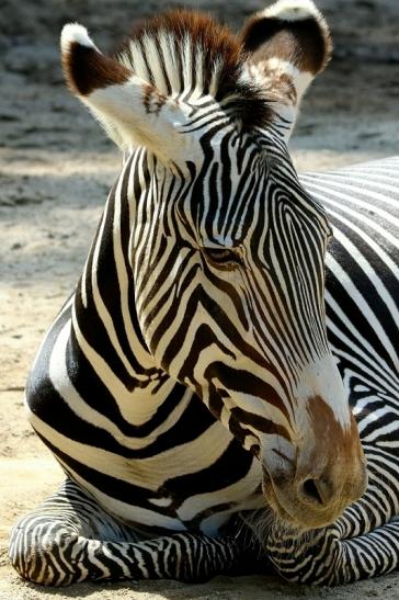 Grevy Zebra Zoo Frankfurt am Main 2017