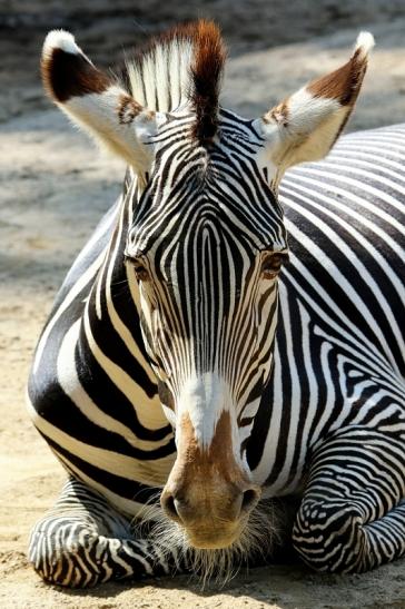 Grevy Zebra Zoo Frankfurt am Main 2017