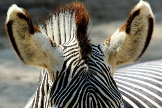 Grevy Zebra Zoo Frankfurt am Main 2017