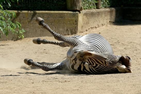 Grevy Zebra Zoo Frankfurt am Main 2018