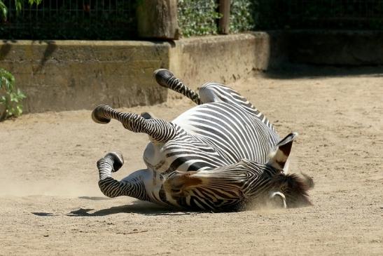 Grevy Zebra Zoo Frankfurt am Main 2018