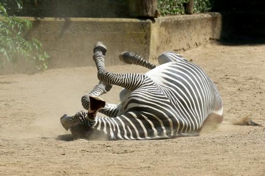 Grevy Zebra Zoo Frankfurt am Main 2018