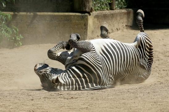 Grevy Zebra Zoo Frankfurt am Main 2018